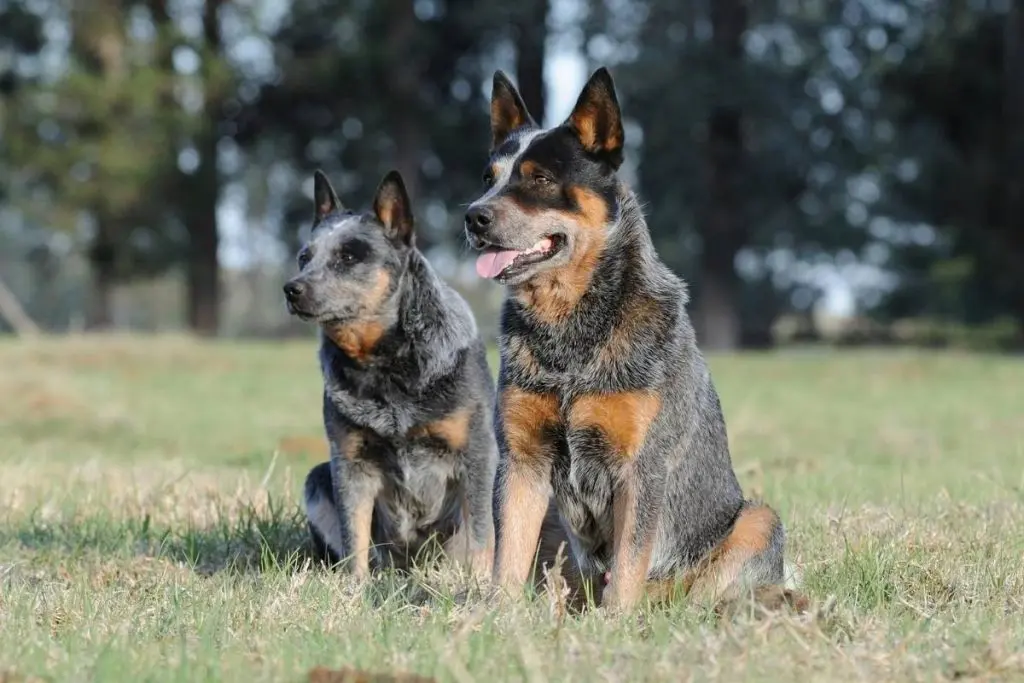 two blue australian cattle dogs sitting in grass