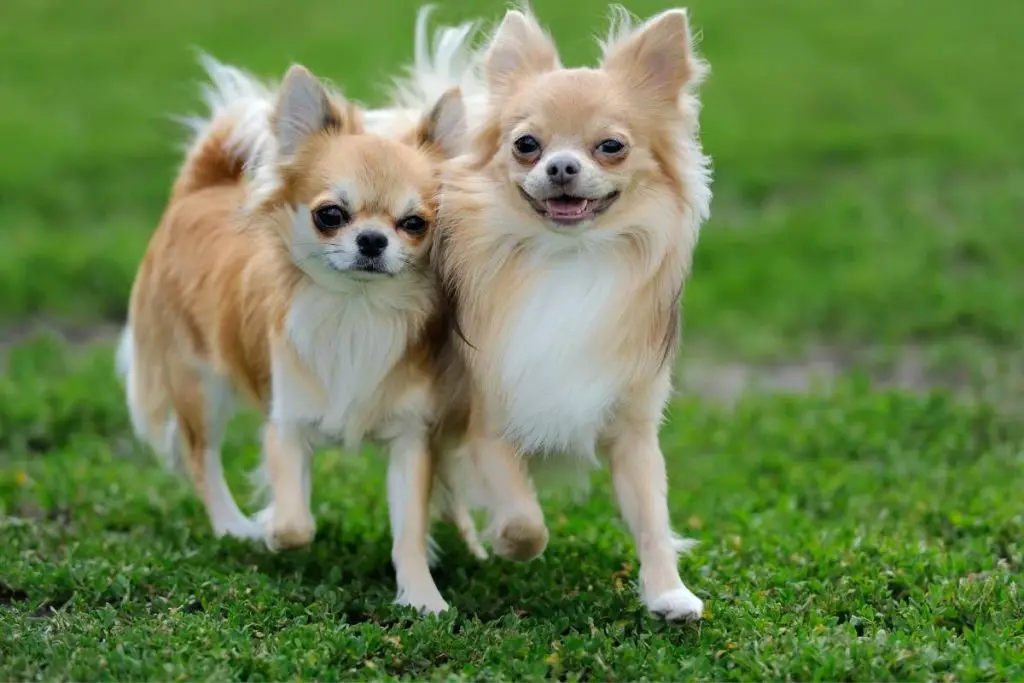 two chihuahuas running in the grass