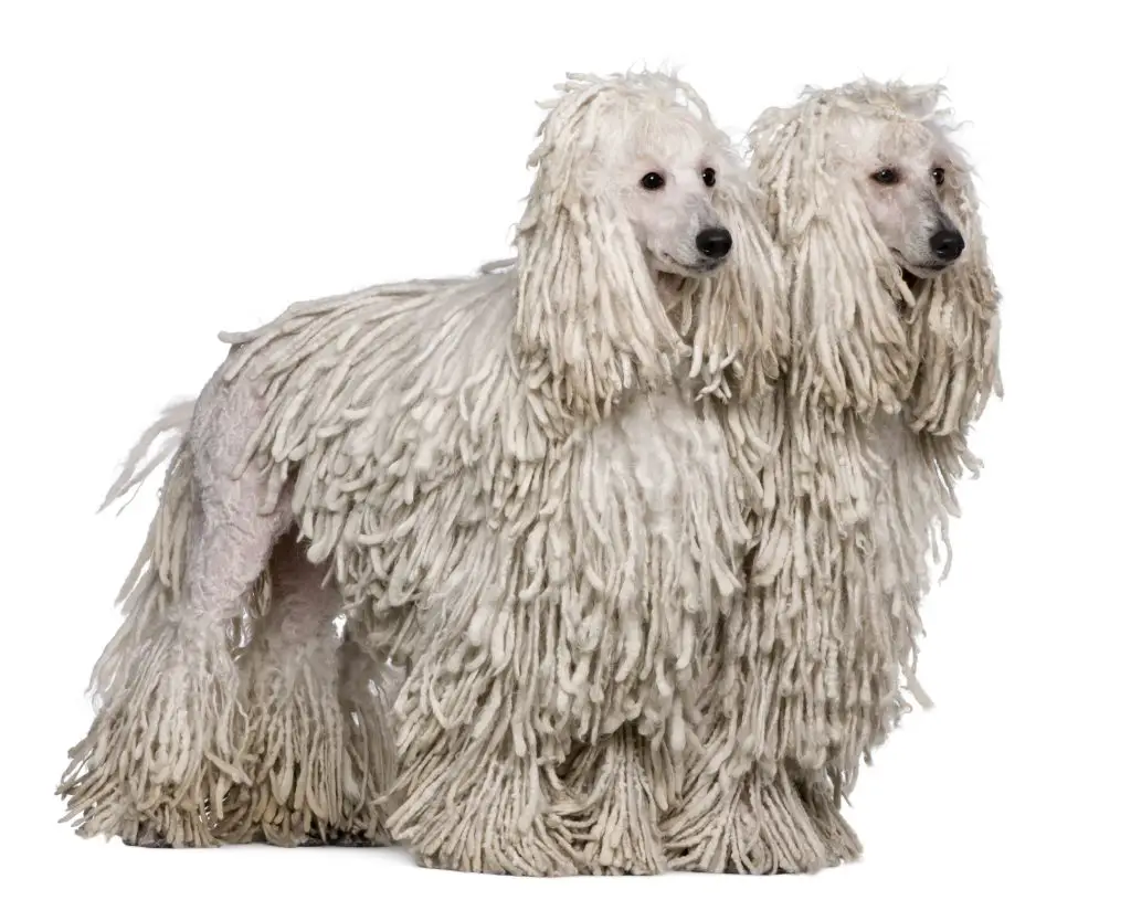 Two white standard poodles in corded coats.