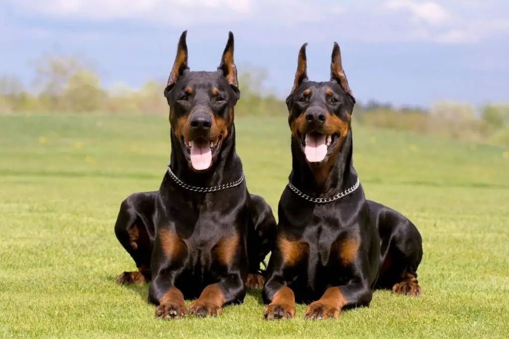 two black and tan dobermans lying in the grass