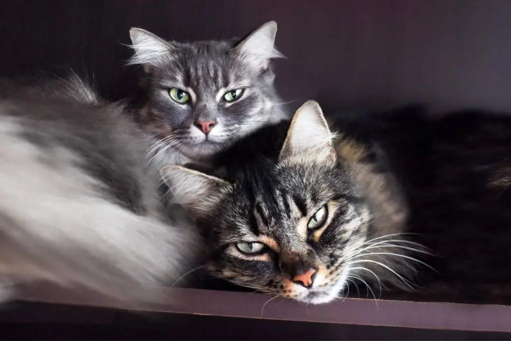 Do Male Or Female Cats Get Adopted More