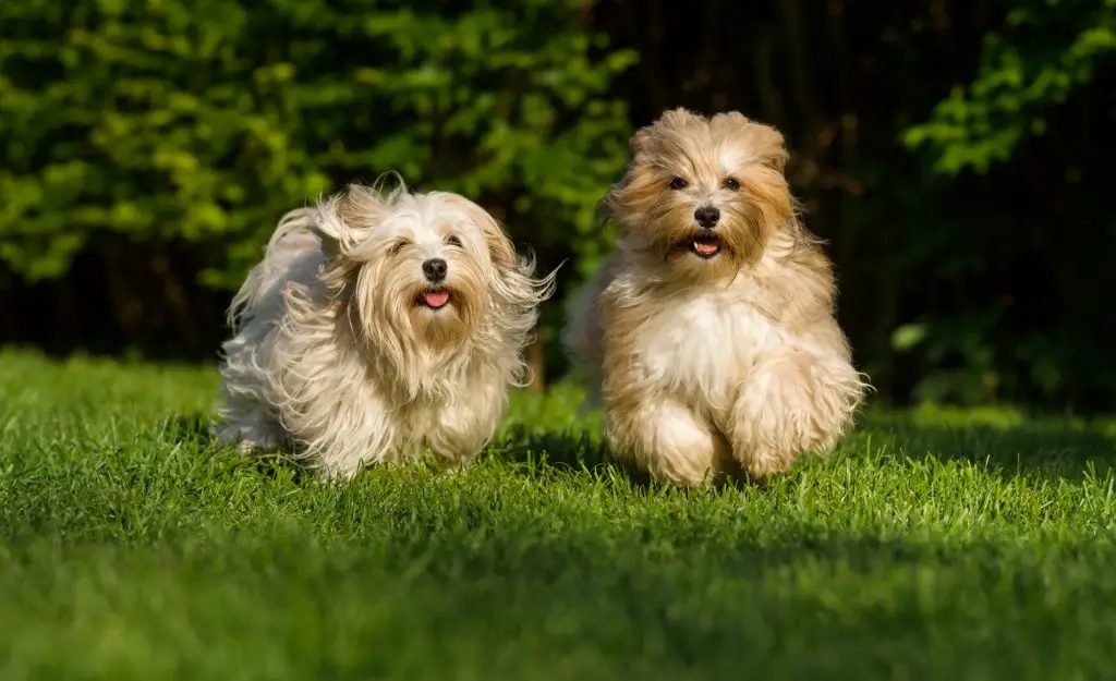 two havanese running through grass