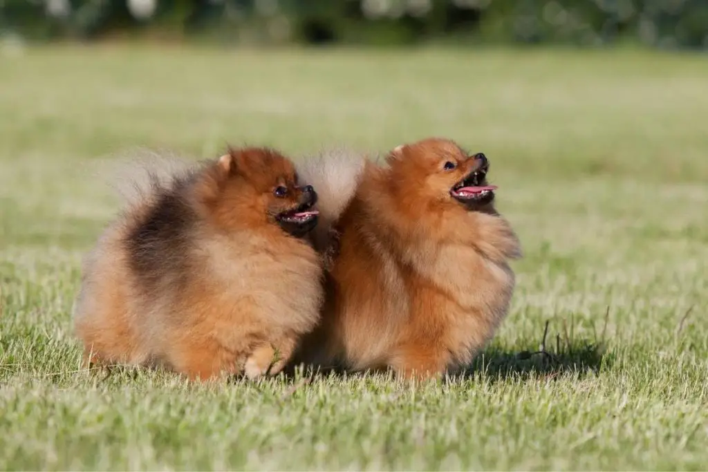 two red pomeranians standing in grass