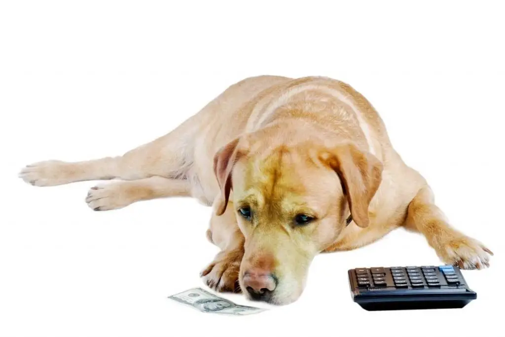 a dog lying down with a calculator and money illustrating the cost of a rescue dog