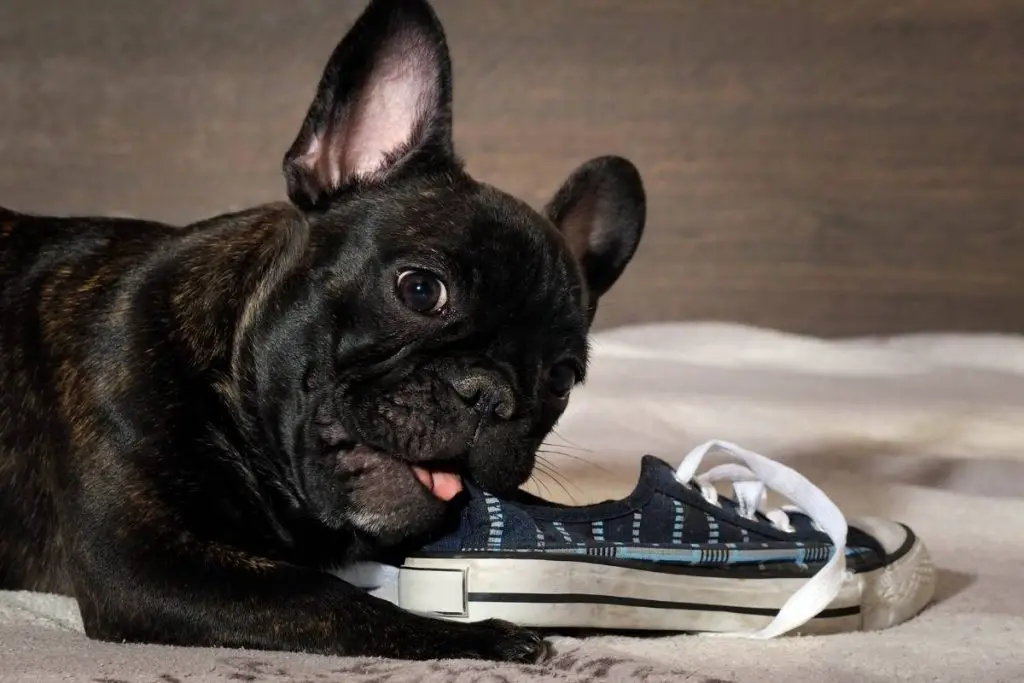 French Bulldog puppy getting in trouble by chewing on a shoe.