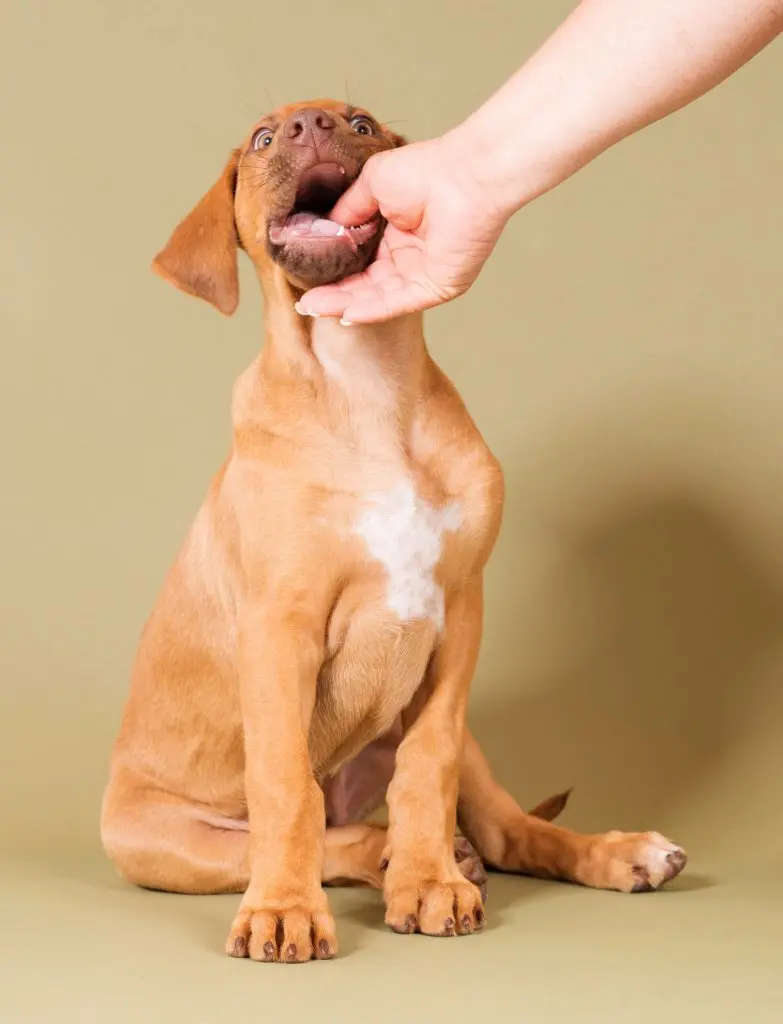 Rhodesian Ridgeback puppy getting corrected for biting on someone's hand.