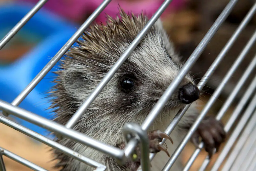 baby hedgehog in his cage looking out