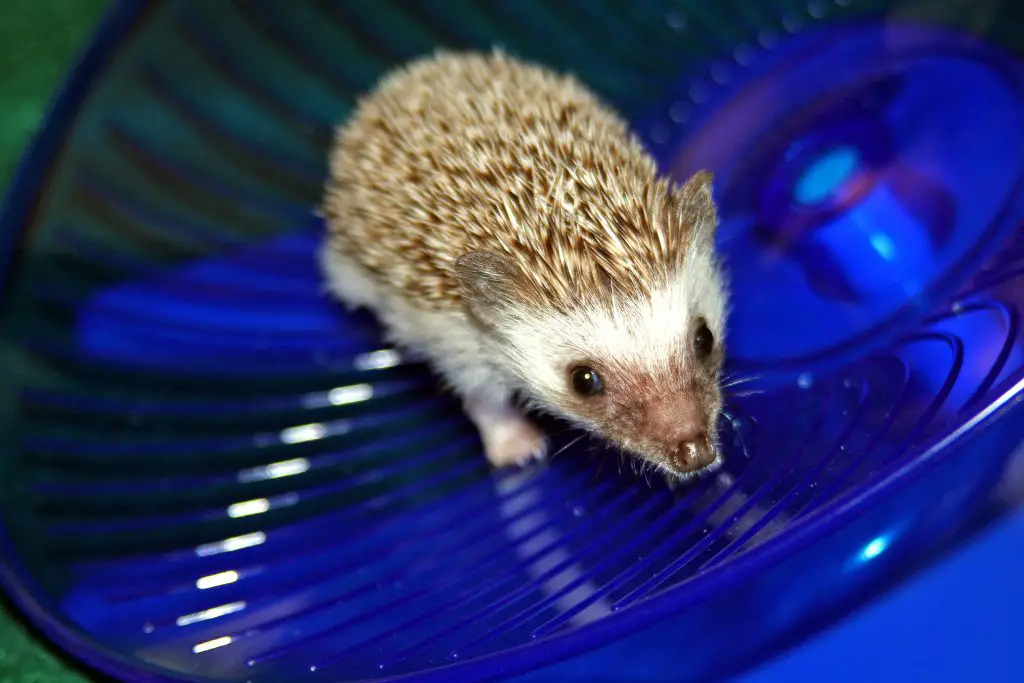 baby hedgehog on a blue disc exercise wheel