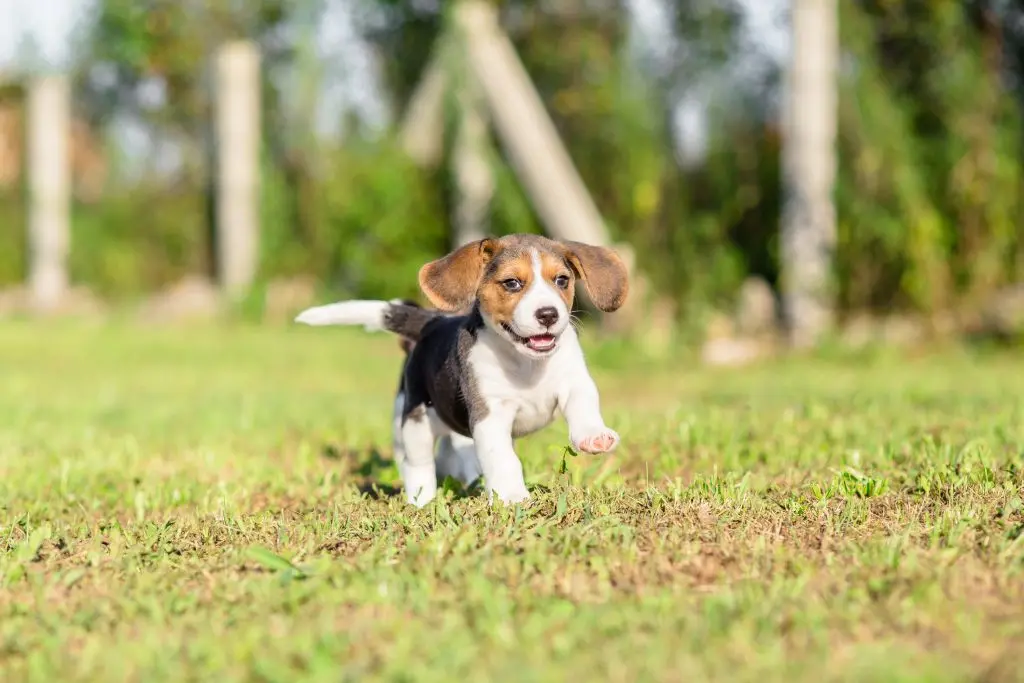 Beagle puppy running to its owner when it's called.
