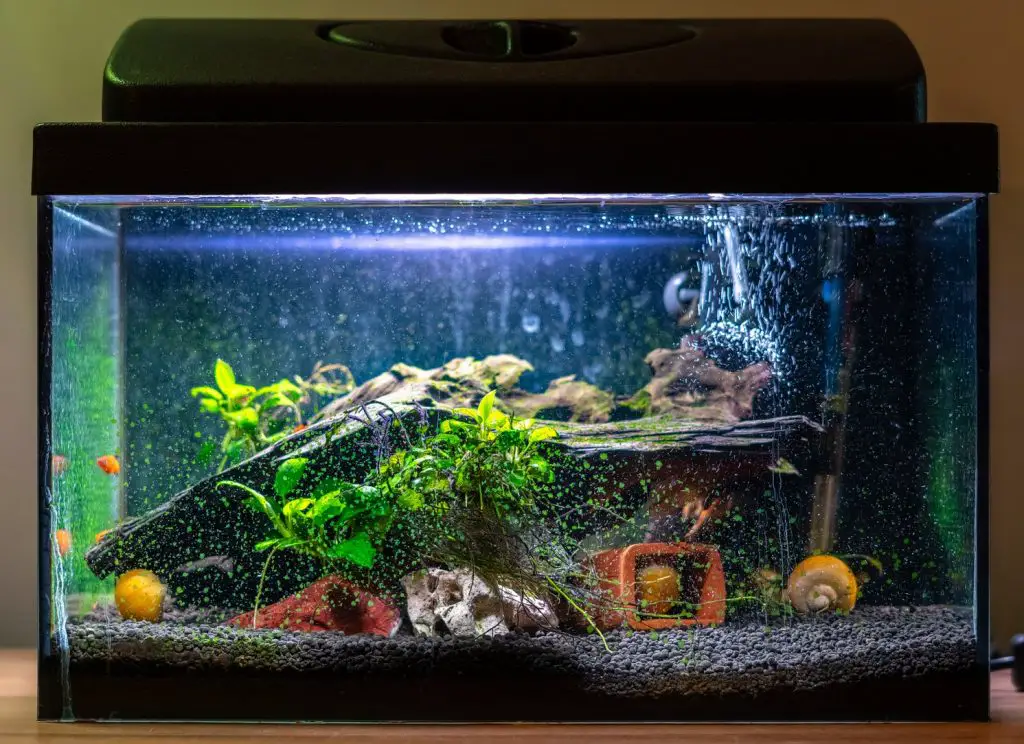 Do Fish Need an Aquarium Light? EtcPets