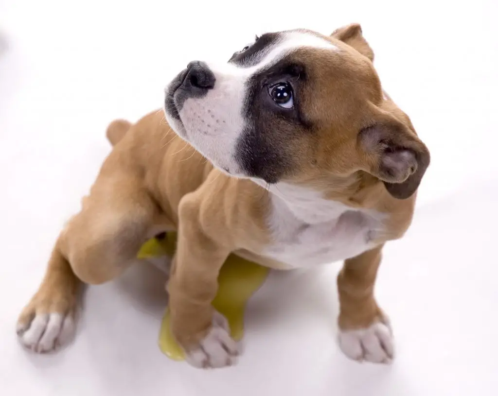 Boxer puppy peeing on the floor.