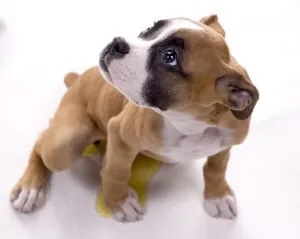 boxer puppy being bad
