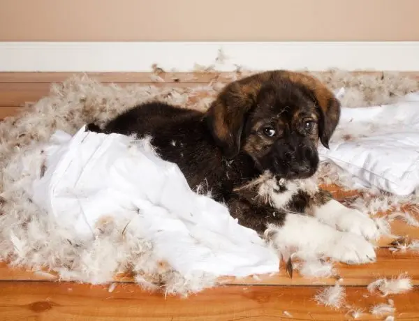 A little brown puppy that just destroyed a pillow.