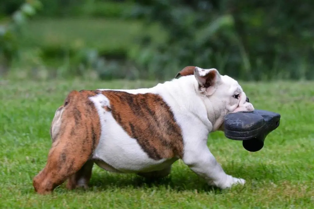 Bulldog running away with a shoe that he stole.
