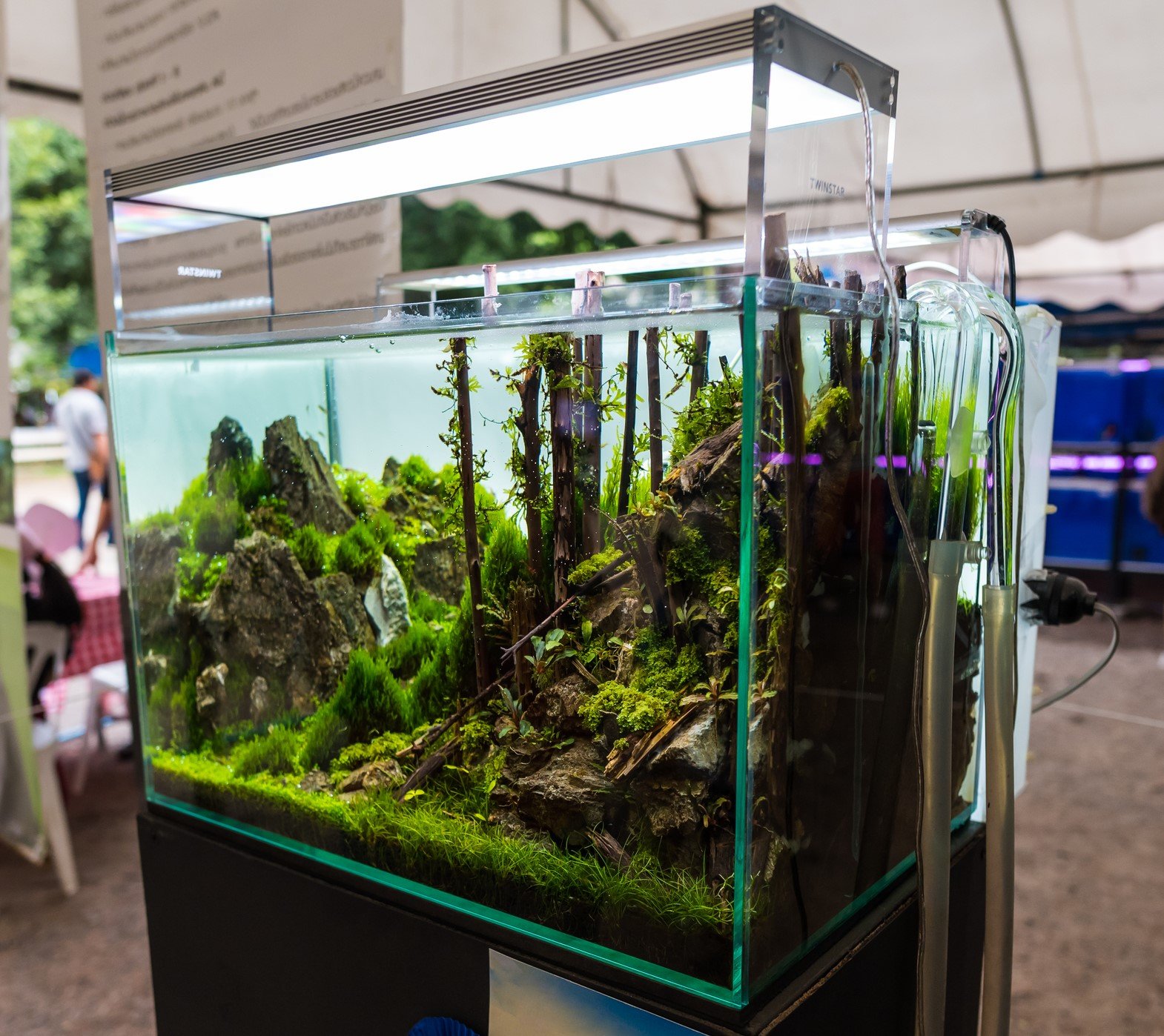 Do Fish Need an Aquarium Light? EtcPets