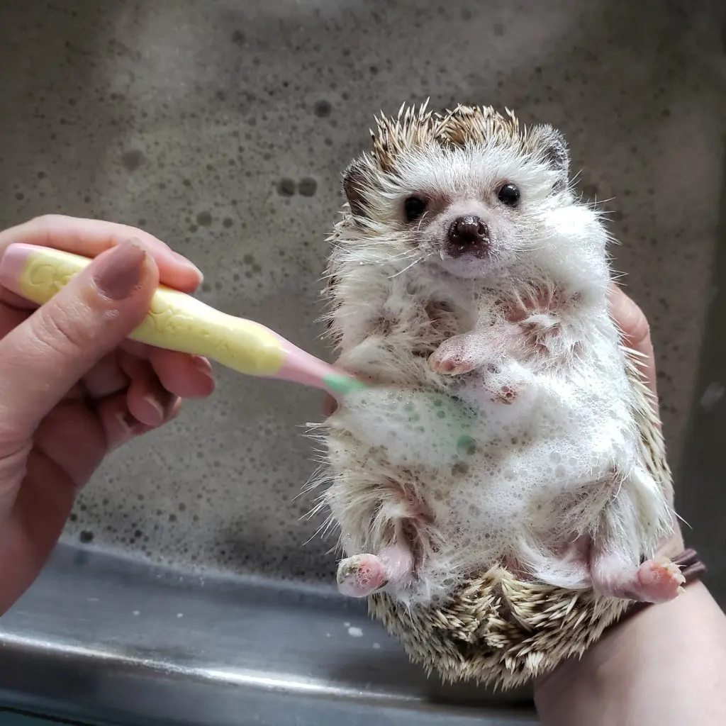 how to give a hedgehog a bath
