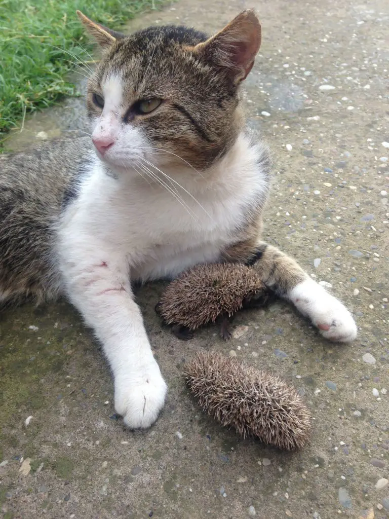 two hedgehogs hanging out with their cat friend