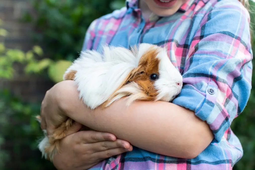 a girl gently holding a guinea pig to make it feel safe and protected