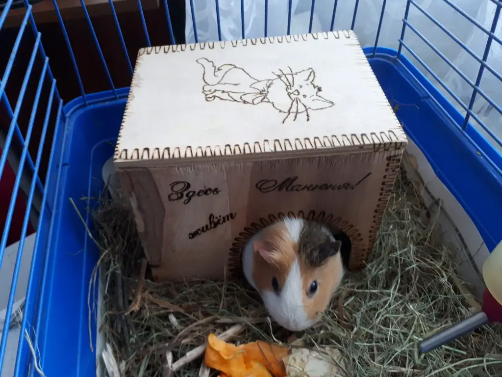 a pet guinea pig in a cage that is too small for him