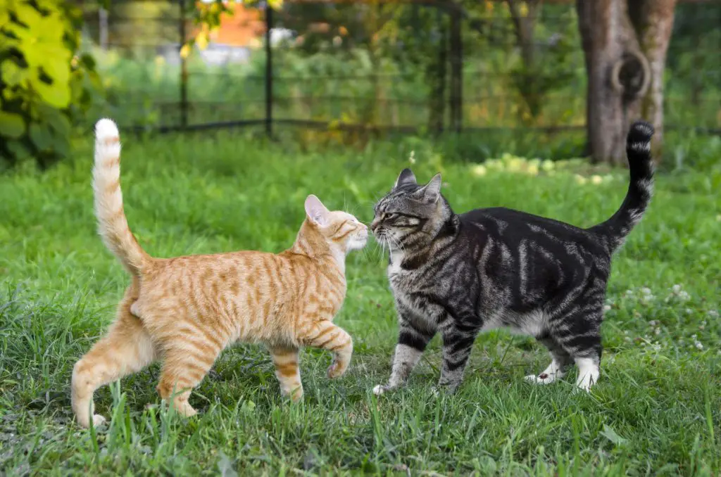 Two cats being introduced to each other outside for the first time.