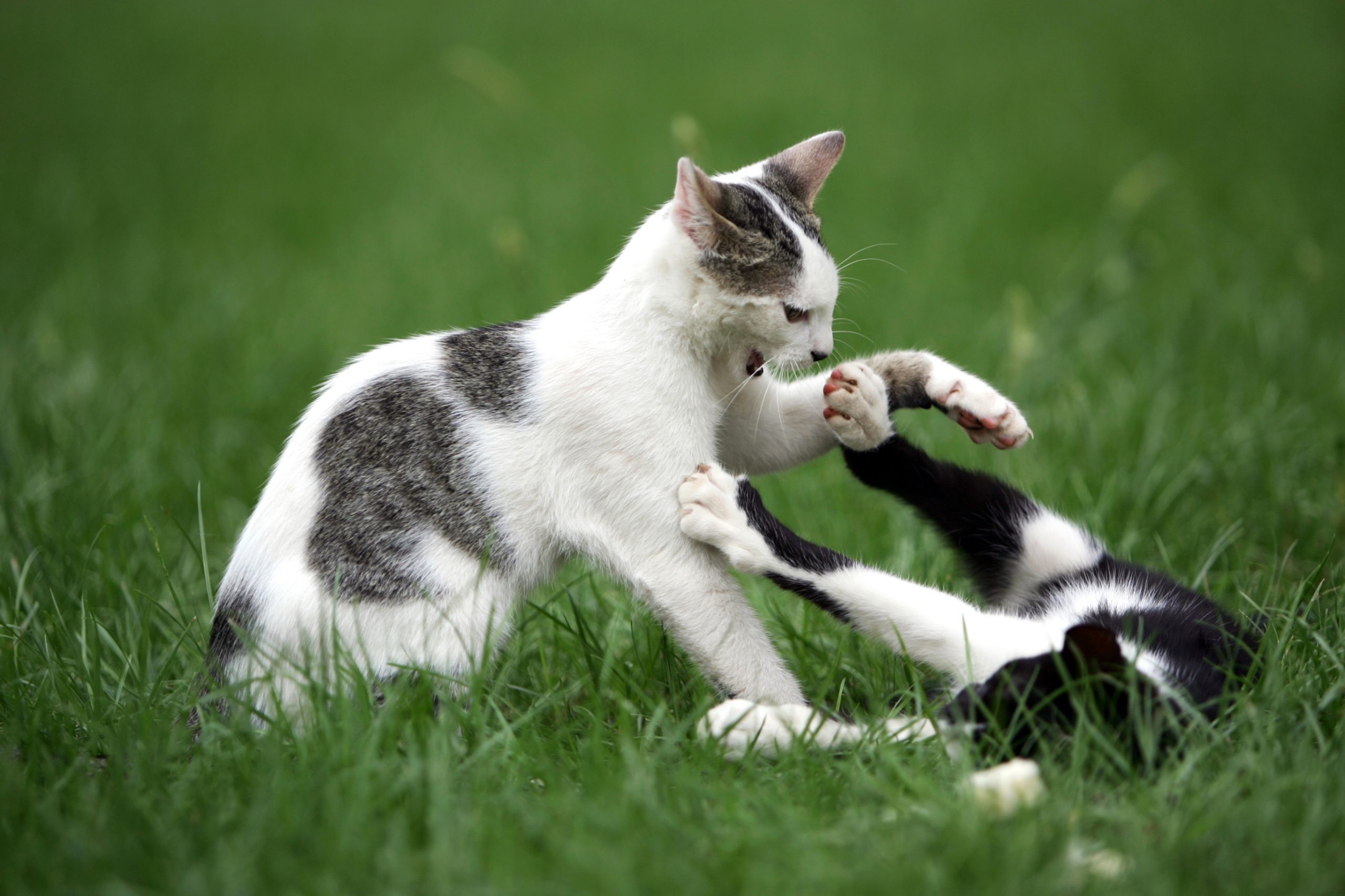 Кошки друзья. Коты дерутся. Драка котов. Два котенка дерутся. Кошка защищается.