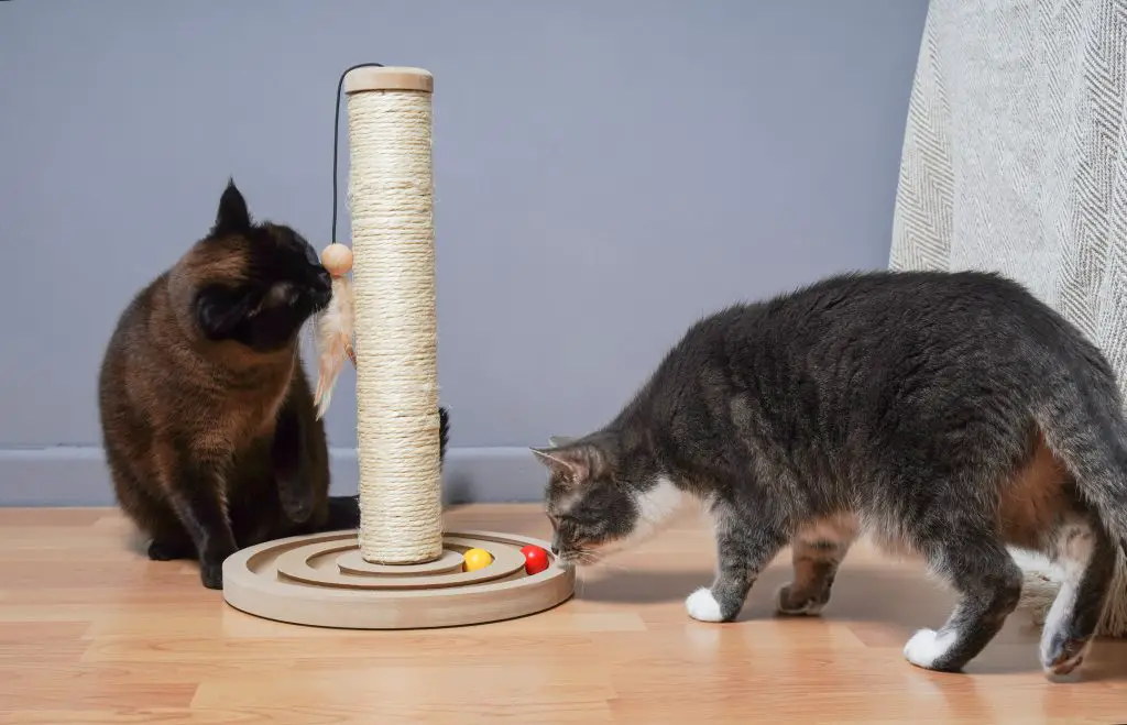 Two cats that are learning to play together with a toy.