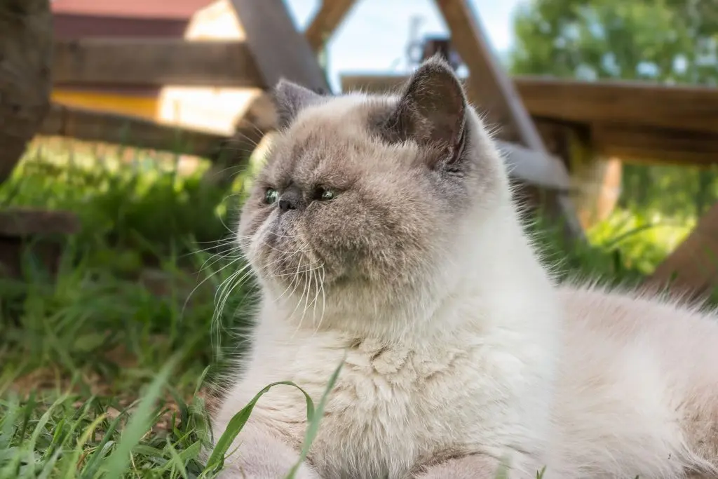 an attractive Exotic Shorthair cat relaxing outside
