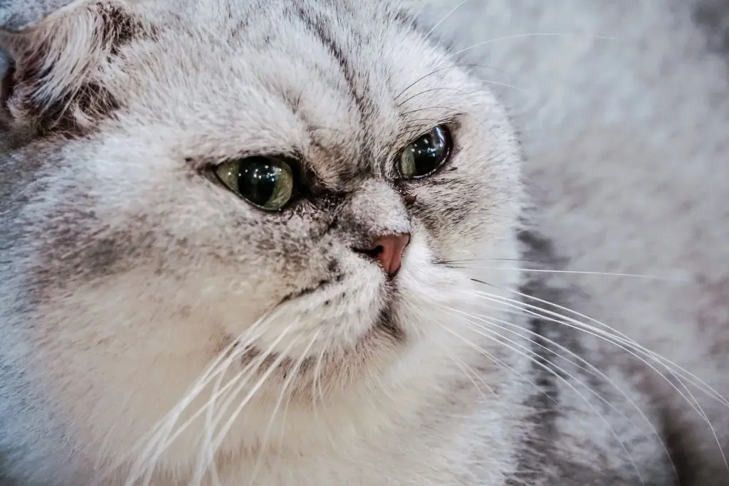 A silver and white American Shorthair car with green eyes close up.