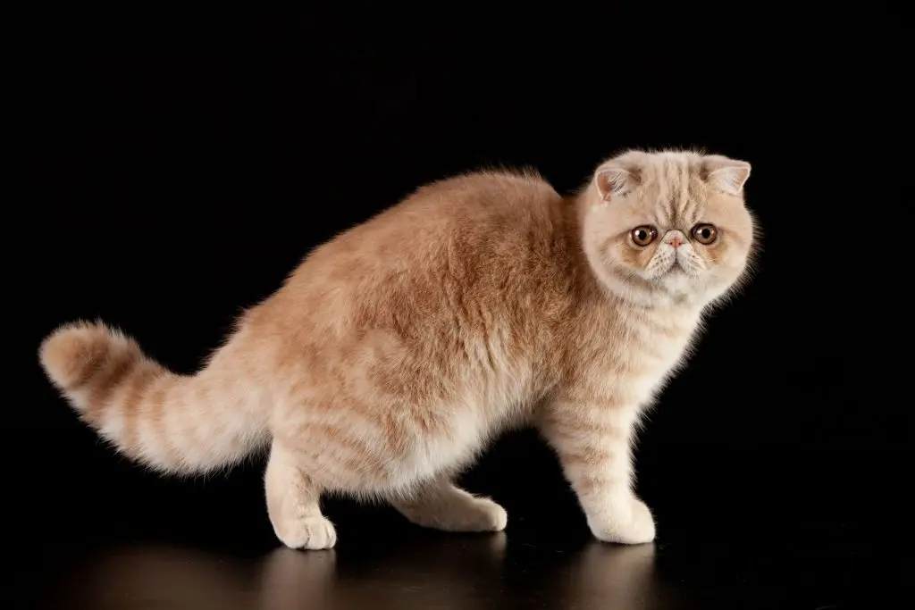 A big-boned orange tabby Exotic Shorthair cat.