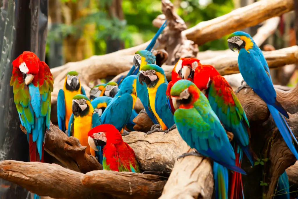 group of macaws at a zoo