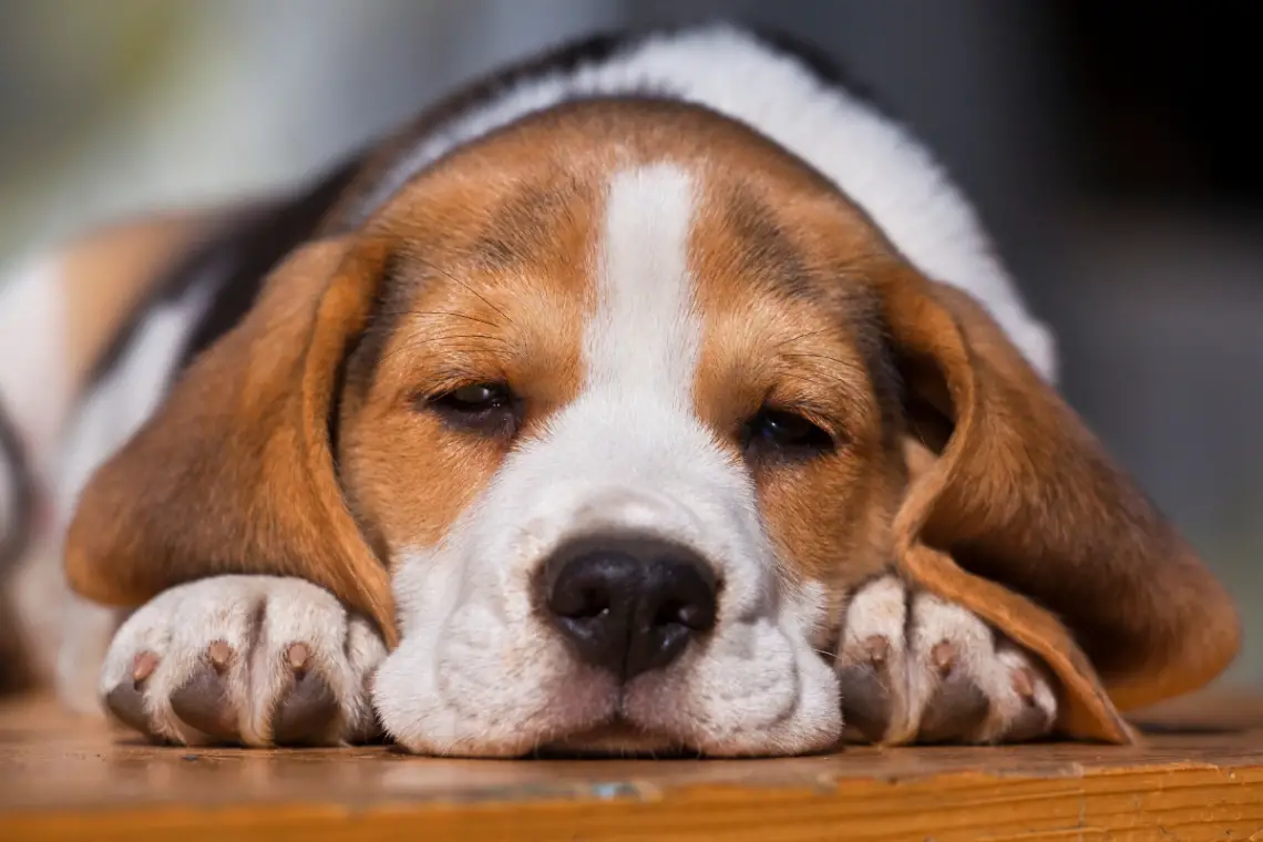 a beagle puppy laying down and groaning