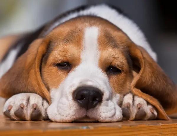 a beagle puppy laying down and groaning