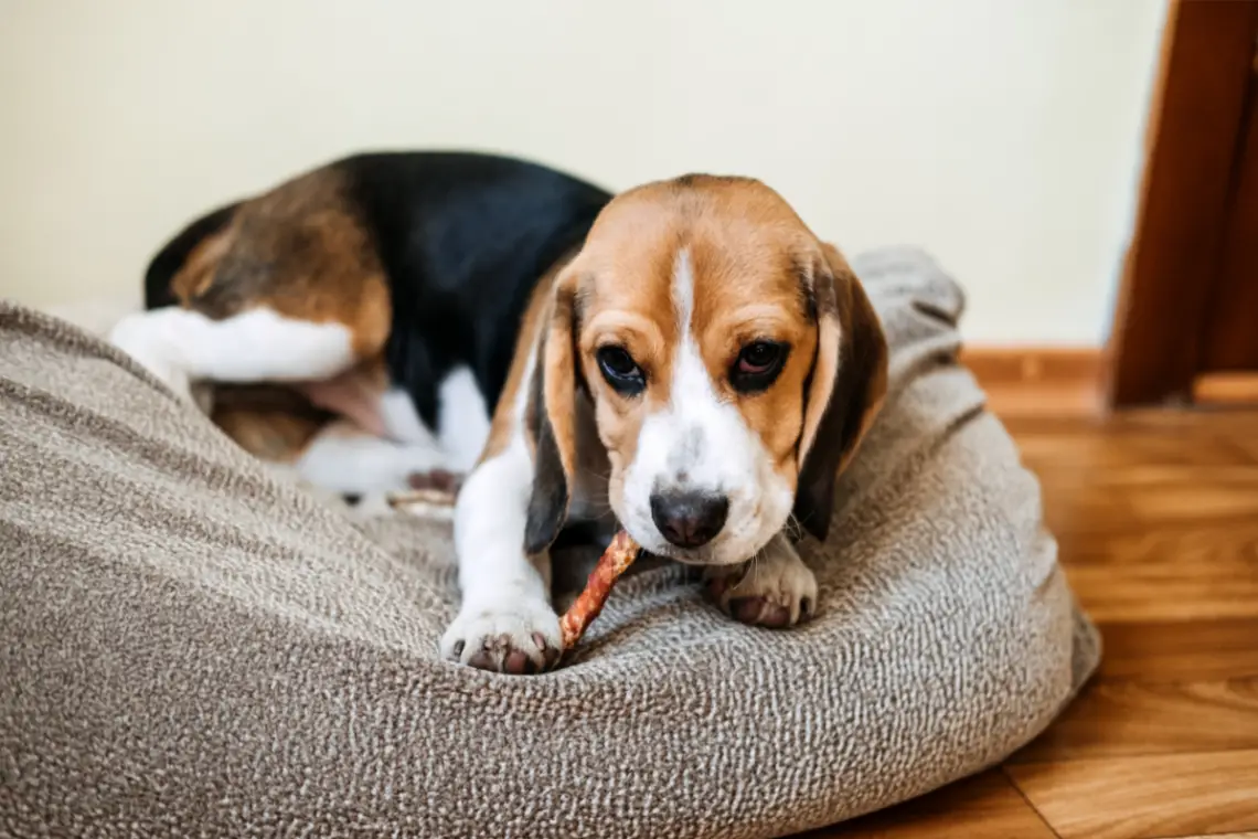 A beagle puppy chewing on a bully stick