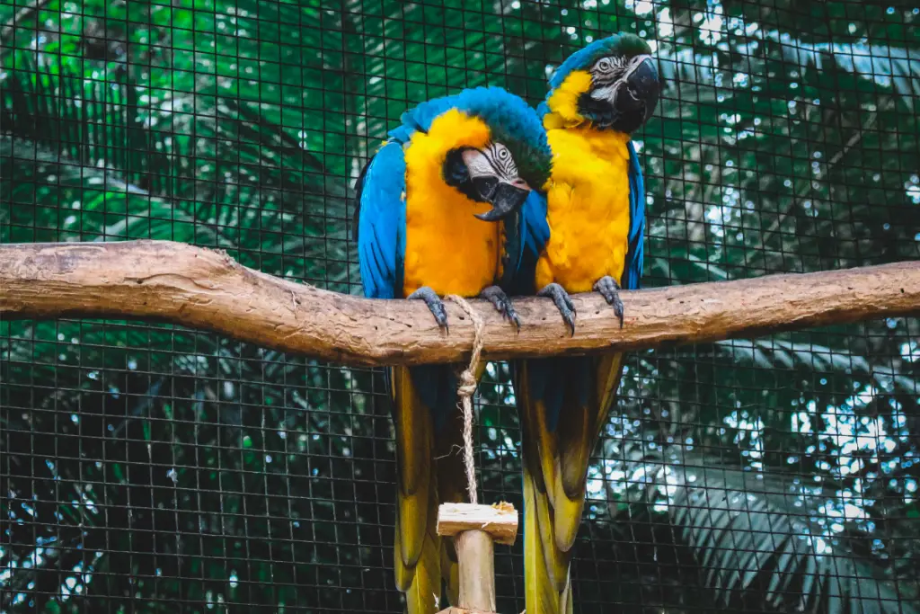 a mating pair of blue and gold macaws at a zoo