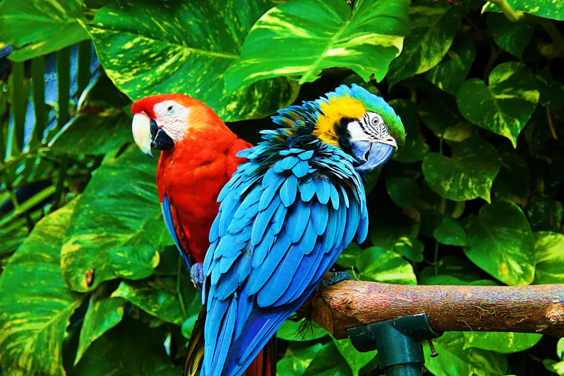 a scarlet and a blue and gold macaw sitting on a branch together