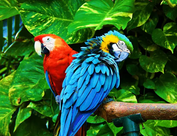 a scarlet and a blue and gold macaw sitting on a branch together