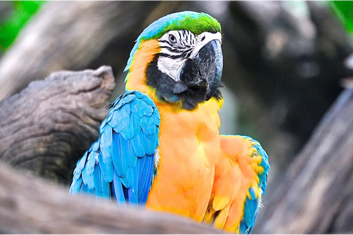 blue macaw perched on a tree branch