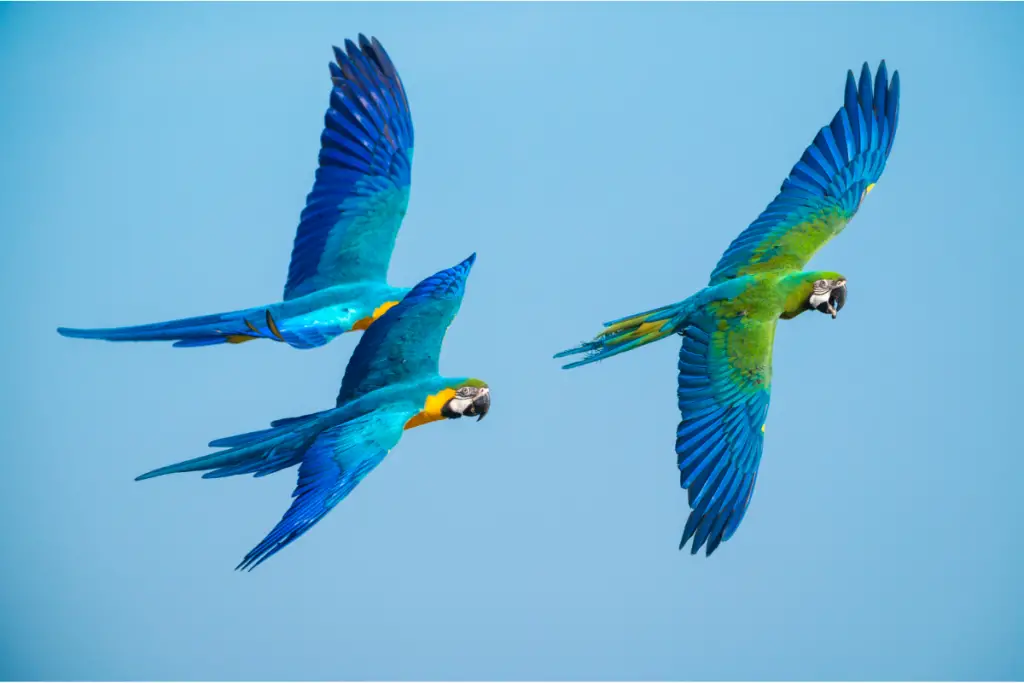 three blue macaws flying through the air