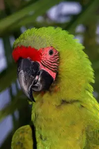 buffons macaw