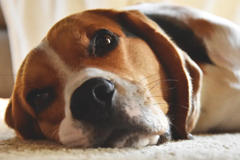 close-up of a beagle puppy in discomfort