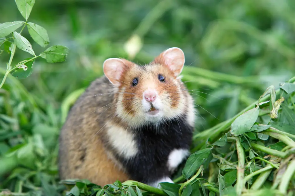 Cute fluffy hamster sitting on some grass