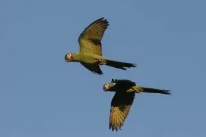 golden collared macaws flying