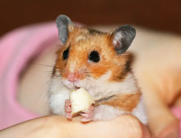 Hamster being a fed a small appropriately sized piece of cheese