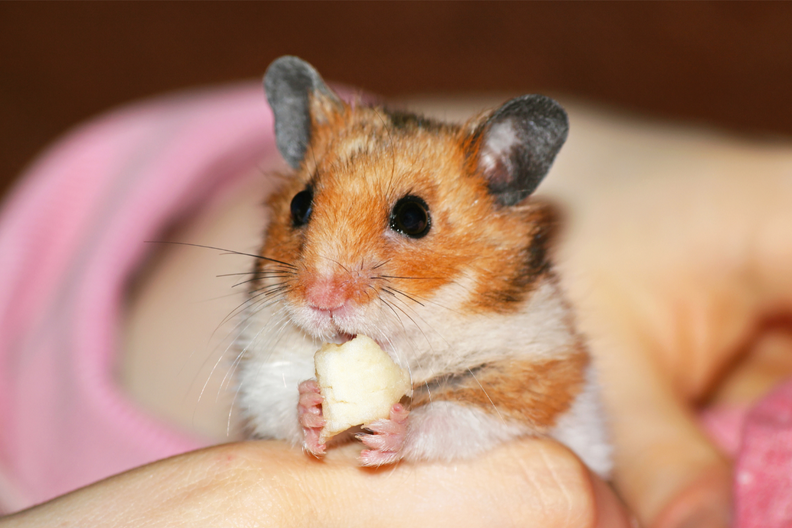 Hamster being a fed a small appropriately sized piece of cheese