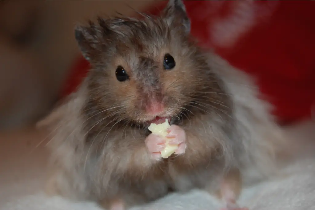 hamster holding and eating a piece of mozzarella cheese