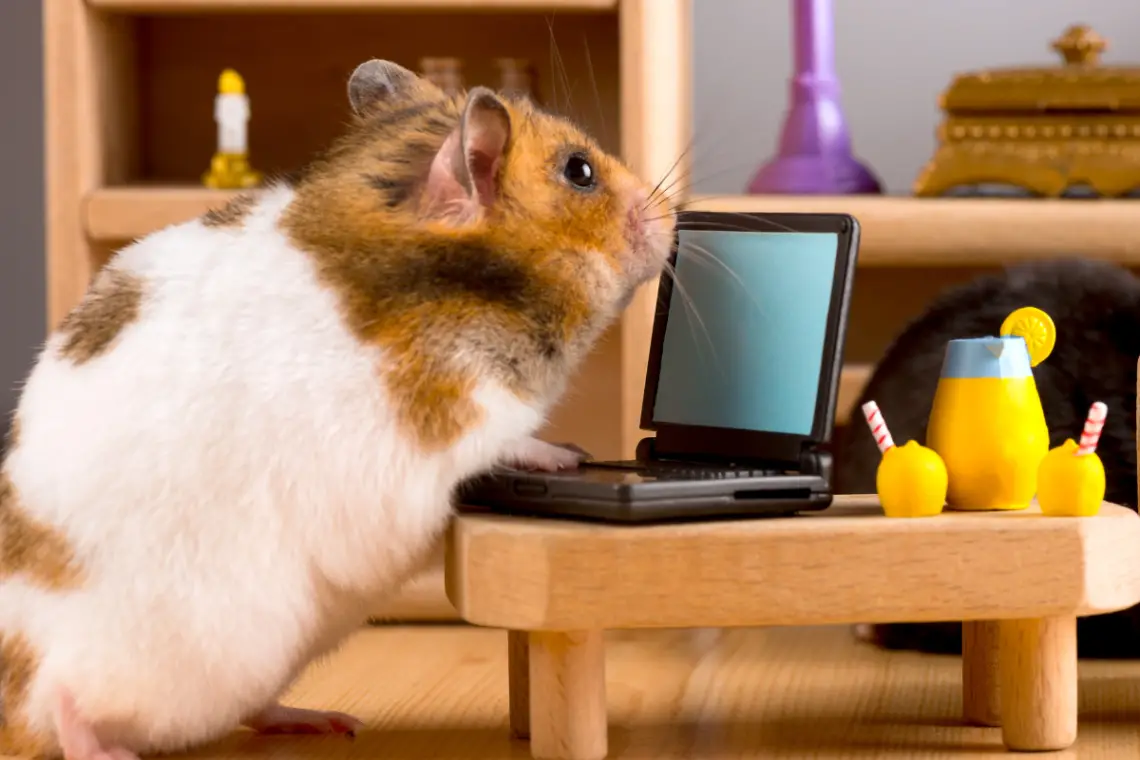Cute hamster with a tiny laptop reading if hamsters are friendly pets