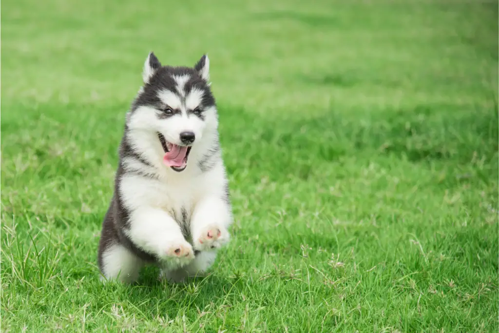 A hyper siberian husky puppy running for a treat