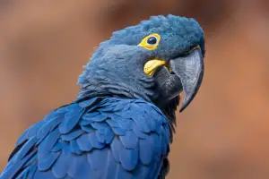 lears macaw