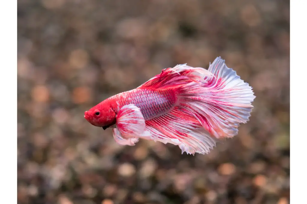 beautiful red and white betta with rock substrate in background