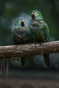 red-bellied macaws